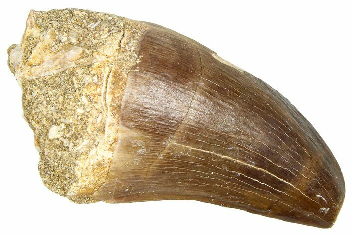 Fossil Prognathodontid Mosasaur Tooth - Morocco #374493